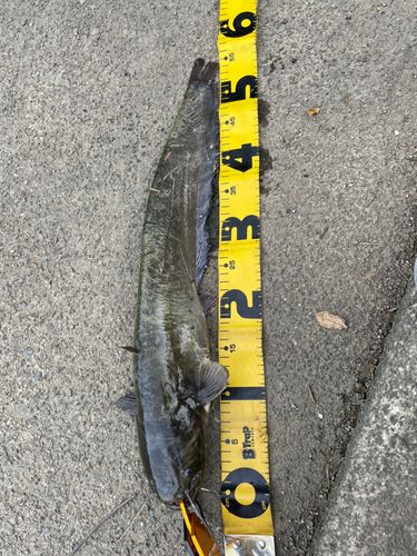 マナマズの釣果