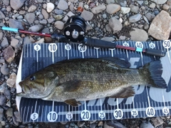 スモールマウスバスの釣果