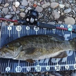 スモールマウスバス