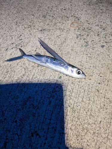 トビウオの釣果