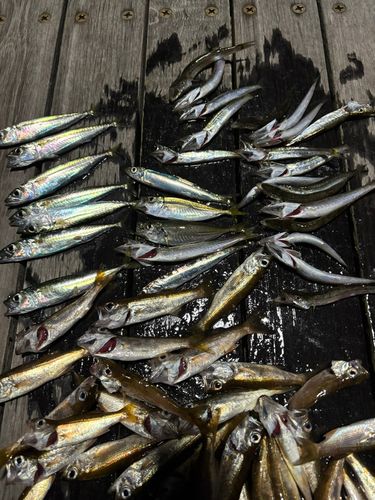 カマスの釣果
