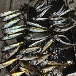カマス