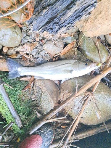 セイゴ（マルスズキ）の釣果