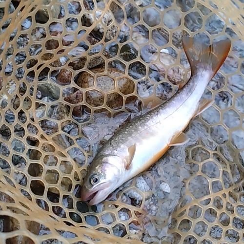イワナの釣果