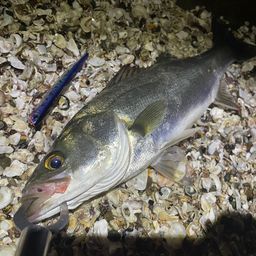 セイゴ（マルスズキ）