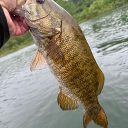 スモールマウスバス