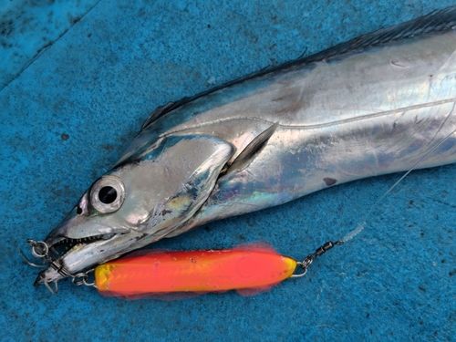 タチウオの釣果
