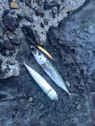 サバの釣果