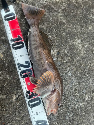 アイナメの釣果