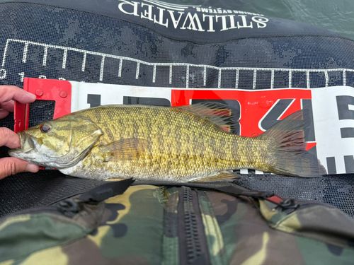 スモールマウスバスの釣果