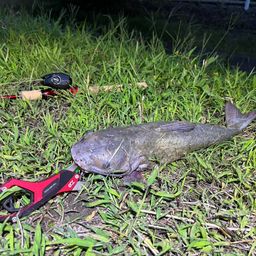 アメリカナマズ