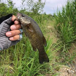 スモールマウスバス