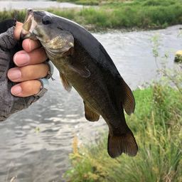 スモールマウスバス