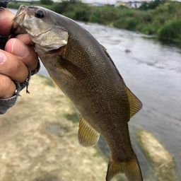 スモールマウスバス