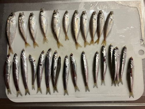 アジの釣果