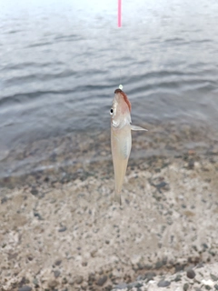 キスの釣果