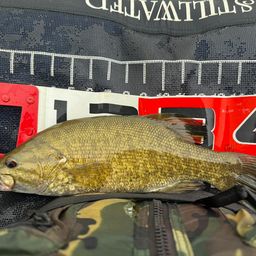 スモールマウスバス