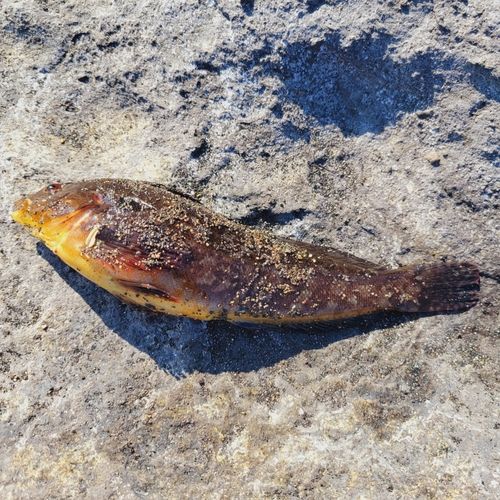 ハゴトコの釣果