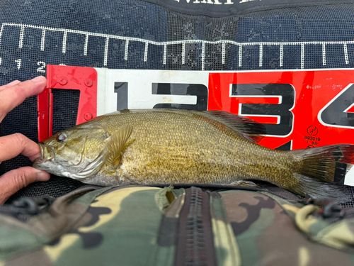 スモールマウスバスの釣果