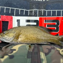 スモールマウスバス