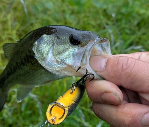 ブラックバスの釣果
