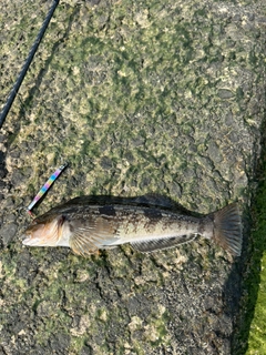 アイナメの釣果