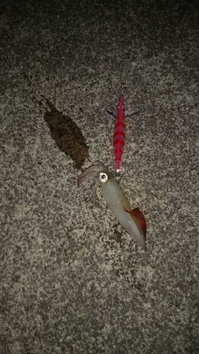 ケンサキイカの釣果