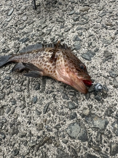オオモンハタの釣果