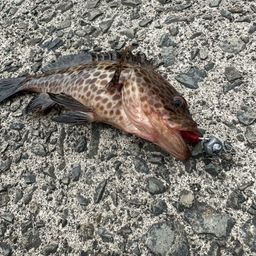 オオモンハタ