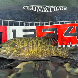 スモールマウスバス