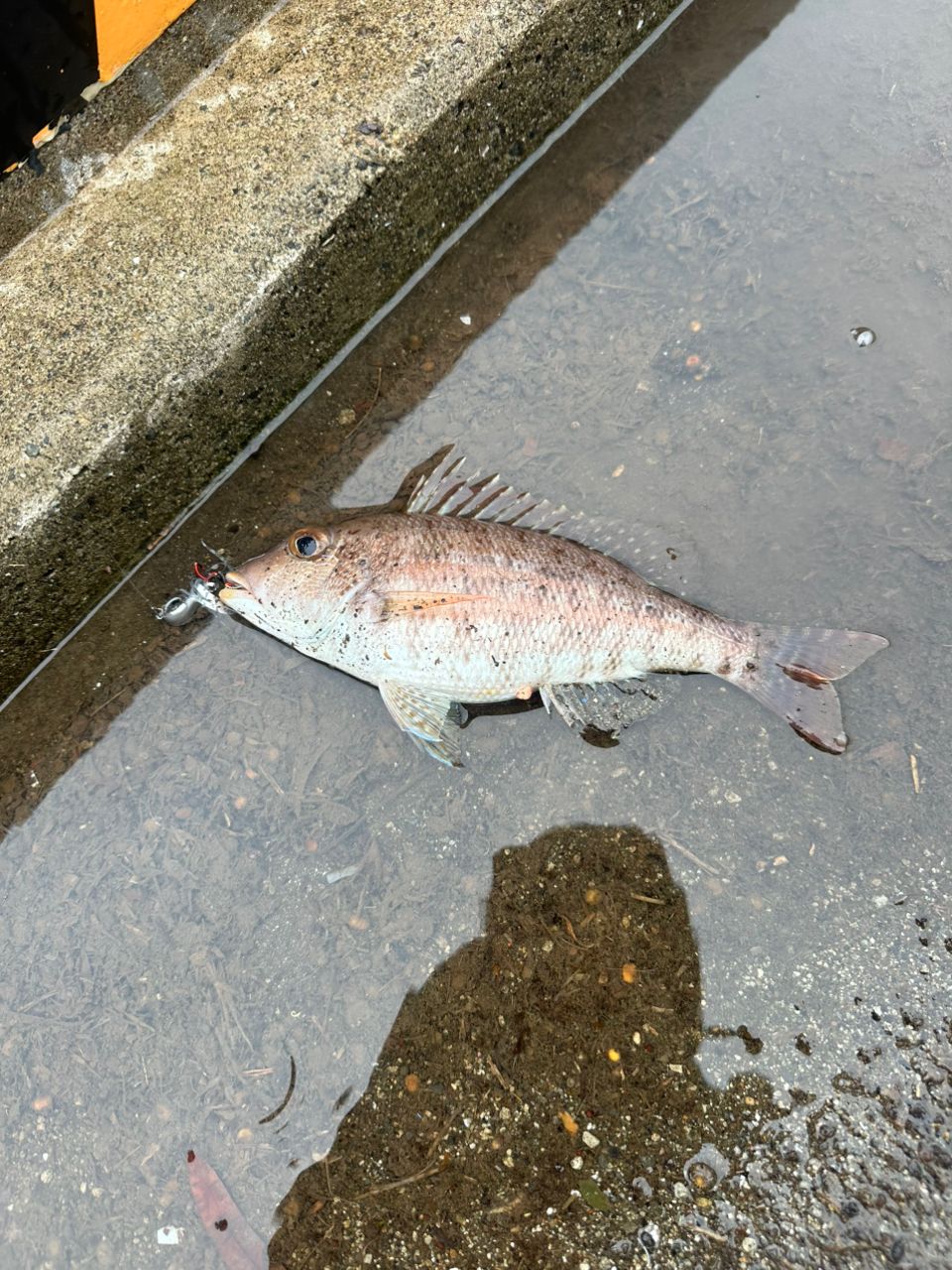 オオモンハタ