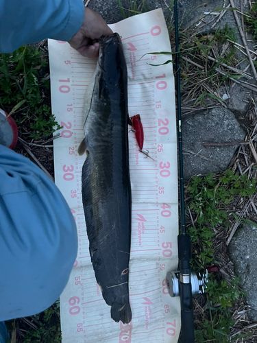 ナマズの釣果