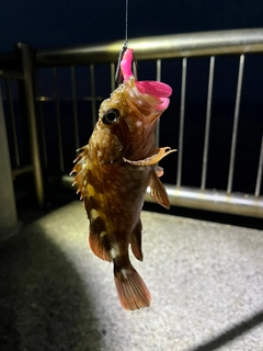 カサゴの釣果