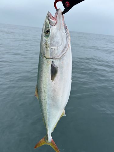 ワラサの釣果