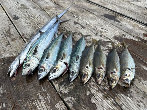 サゴシの釣果