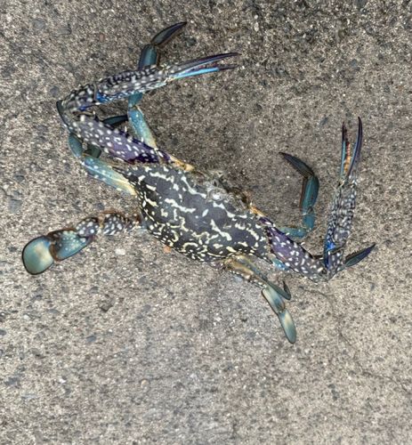 ワタリガニの釣果