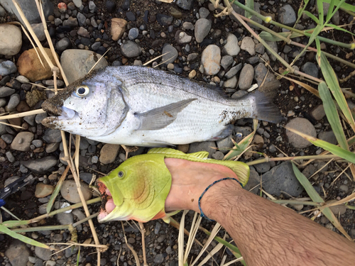 チヌの釣果