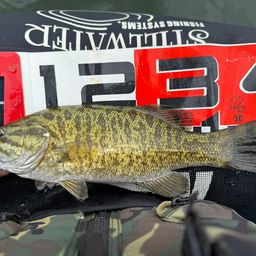 スモールマウスバス