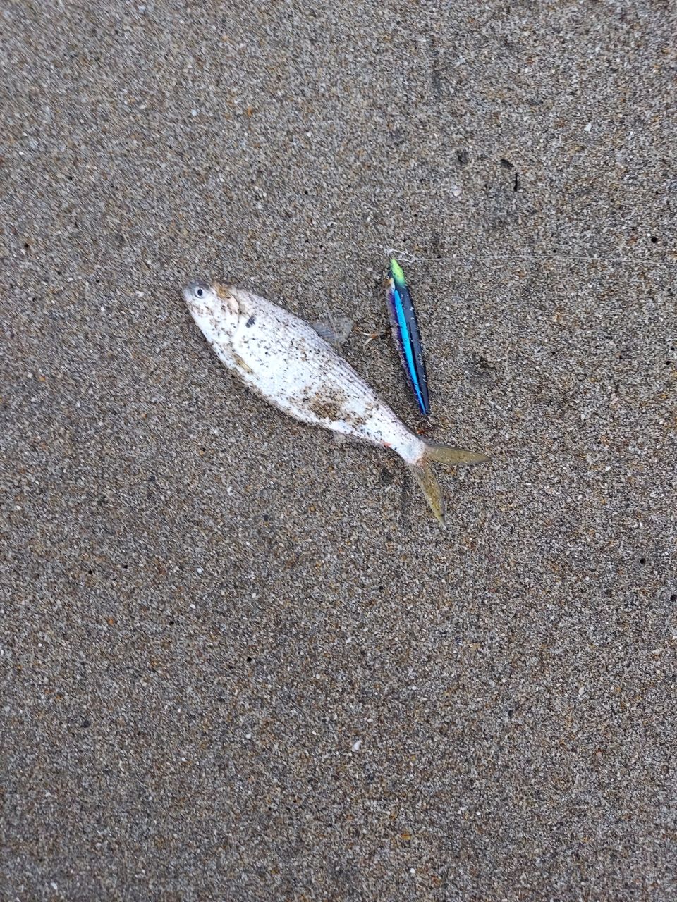 コノシロ