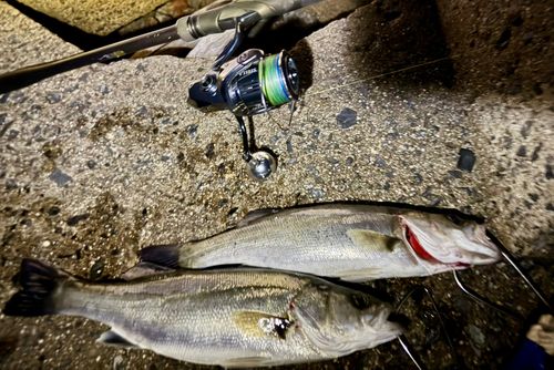 シーバスの釣果