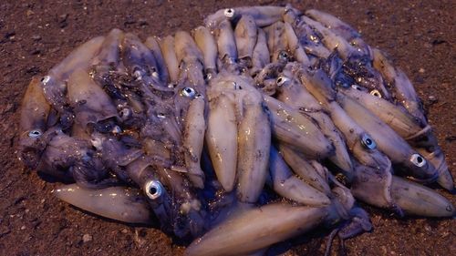 マメイカの釣果