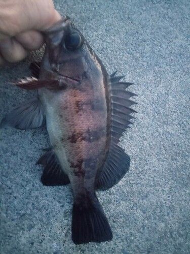 メバルの釣果