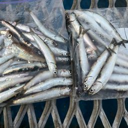 カタクチイワシ