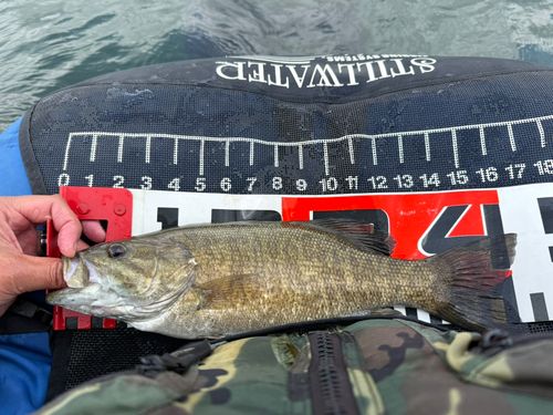 スモールマウスバスの釣果