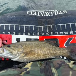 スモールマウスバス