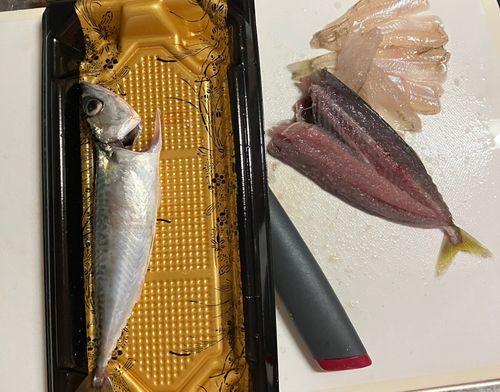サバ