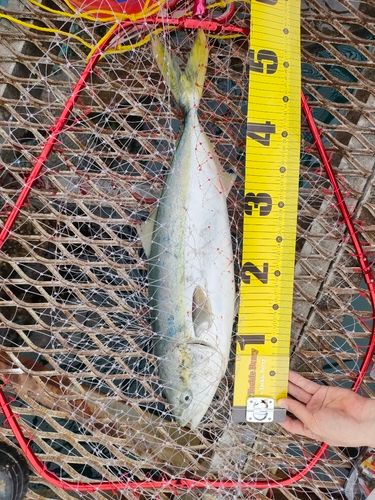 ハマチの釣果