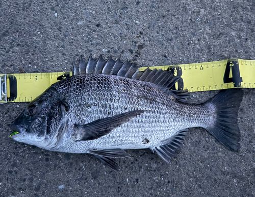 クロダイの釣果