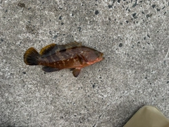 キジハタの釣果