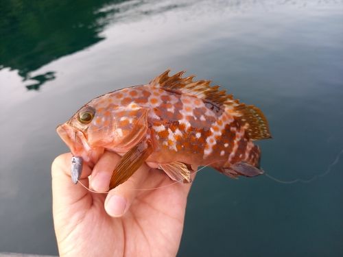 キジハタの釣果